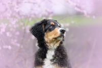 Hundefotografie|Tierfotografie|Fotoshooting Nordrhein-Westfalen - Lüdinghausen Vorschau