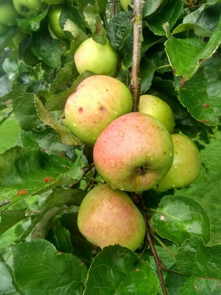 Apfelsaft naturtrüb 100% BIO von eigener Streuobstwiese in Kall