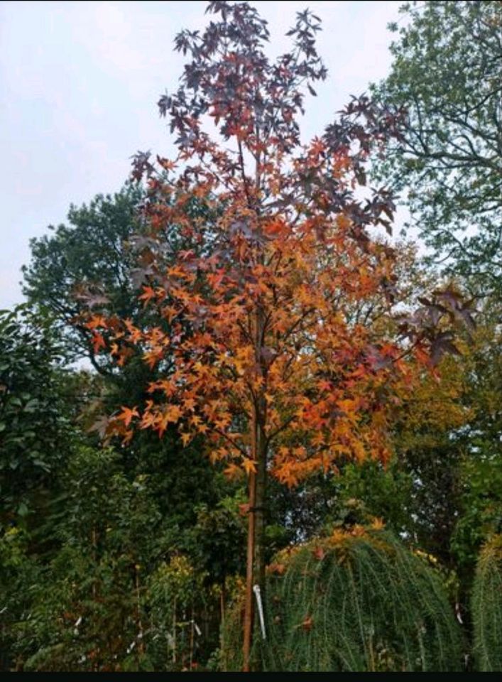 Hochstamm Amberbäume 350400 cm u kirschlorbeer Heckenpflanzen in