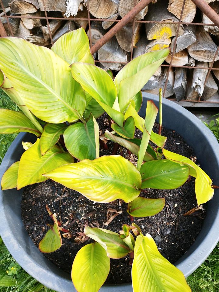 Indisches Blumenrohr Canna Sichtschutz schnell wachsend in Bempflingen