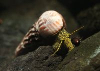 Tylomelania towutensis - Sulawesi Turmdeckelschnecke - Aquarium Dresden - Innere Altstadt Vorschau