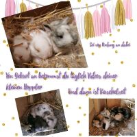 Zwergkaninchen Kaninchen Hoppler elajolieshoppler_kaninchen Nordrhein-Westfalen - Hövelhof Vorschau