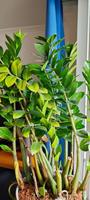 Zamioculcas Glücksfeder Zimmerpflanzen Grüne Pflanzen ca. 110cm Frankfurt am Main - Niederursel Vorschau