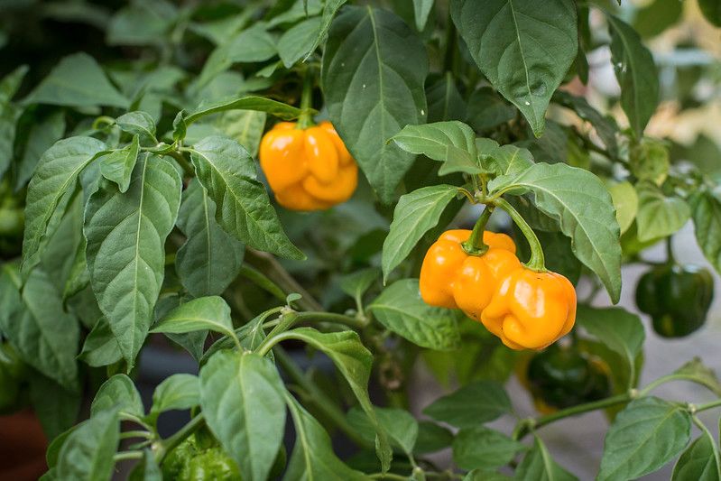 Bin motiviert zu ernten. Suche Töpfe, Pflanzen tausche gegen ... in Lubmin