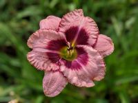 Daring Deception Taglilie Hemerocallis rosa mit Auge Bayern - Alling Vorschau