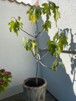 Feigenbaum ca.120cm 4 Jahre helle Früchte ohne Topf Rheinland-Pfalz - Ludwigshafen Vorschau