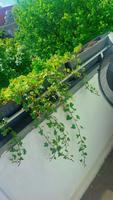 Kletterpflanze für Balkon + großer Topfe Mitte - Wedding Vorschau