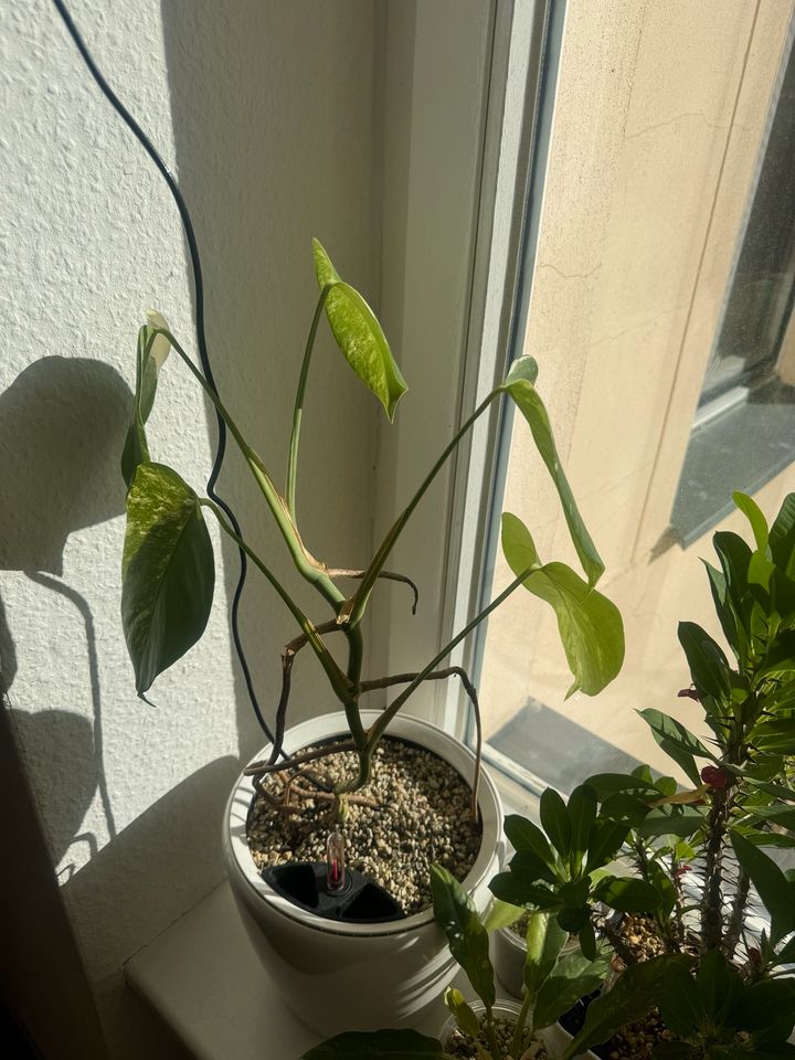 Monstera variegata,  ganze Pflanze in Berlin