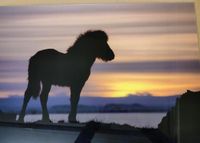 Bild Island Pferd Islandpferd hinter Glas Alu Papageientaucher Baden-Württemberg - Obersulm Vorschau