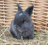 Minilop (w), Zwergwidder, Zwergkaninchen, Mini Lop, Hasenbabys Sachsen-Anhalt - Halle Vorschau