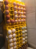 Hühner Eier zum ausbrüten Schleswig-Holstein - Sankelmark Vorschau