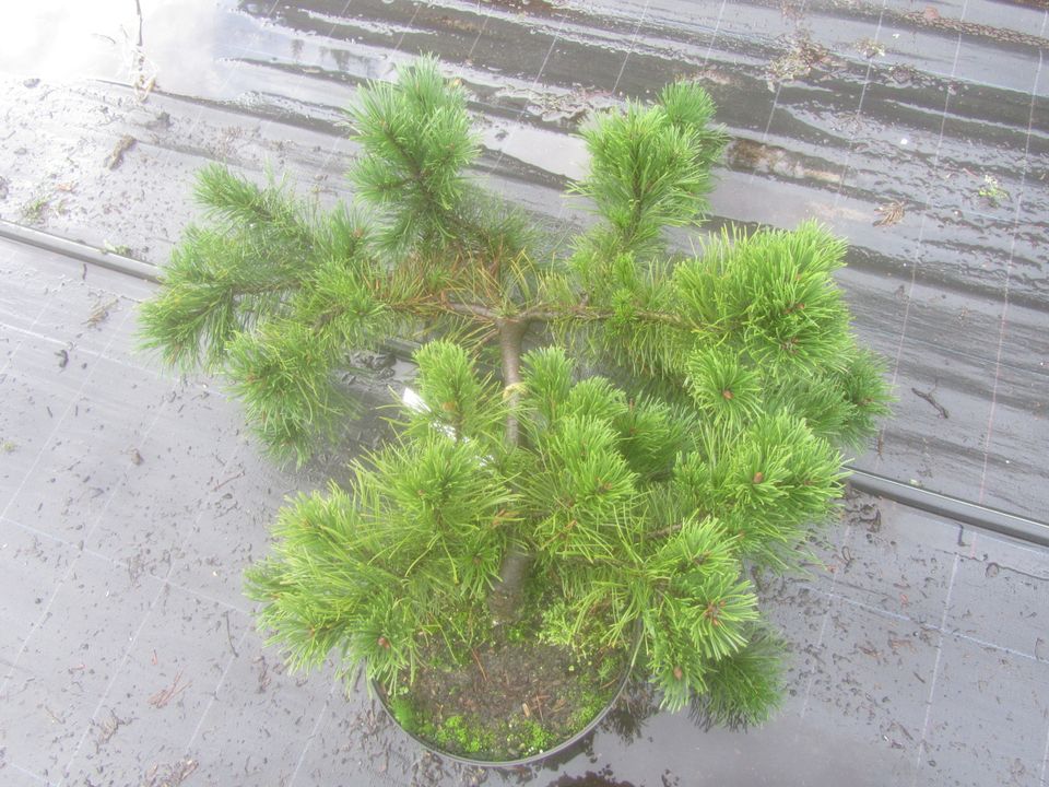 Pinus mugo 'Frisby', Bonsai Rohware, 60 cm breit, 20 cm hoch 4cmØ in Soltau