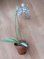 Orchidee Kunstpflanze im Tontopf Höhe 56 cm Essen - Essen-Ruhrhalbinsel Vorschau