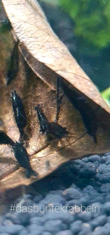 Black Sakura Garnelen Zwerggarnelen Neocaridina in Unterroth