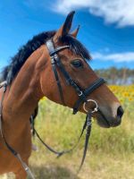 Deutsches Reitpony zu verkaufen Brandenburg - Luckau Vorschau