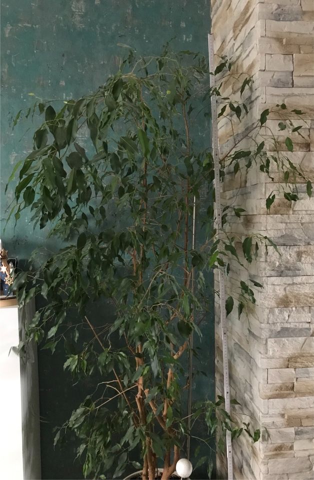 %Letzte%Große Zimmerpflanze Ficus Benjamin 2m in Springe