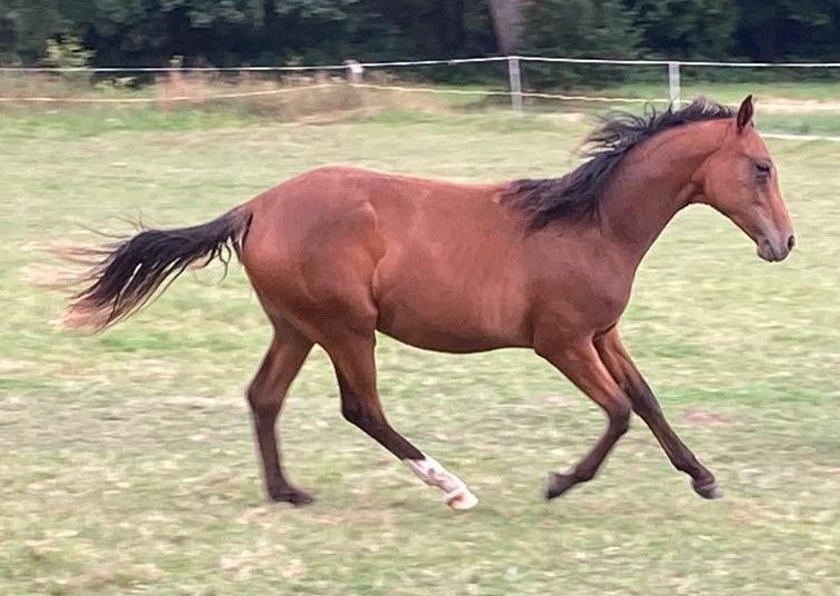 Shani, Pinto Stute, Allrounder, Ready to Go in Schieder-Schwalenberg