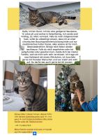 Katze plötzlich verschwunden bitte um Hilfe Bayern - Regensburg Vorschau
