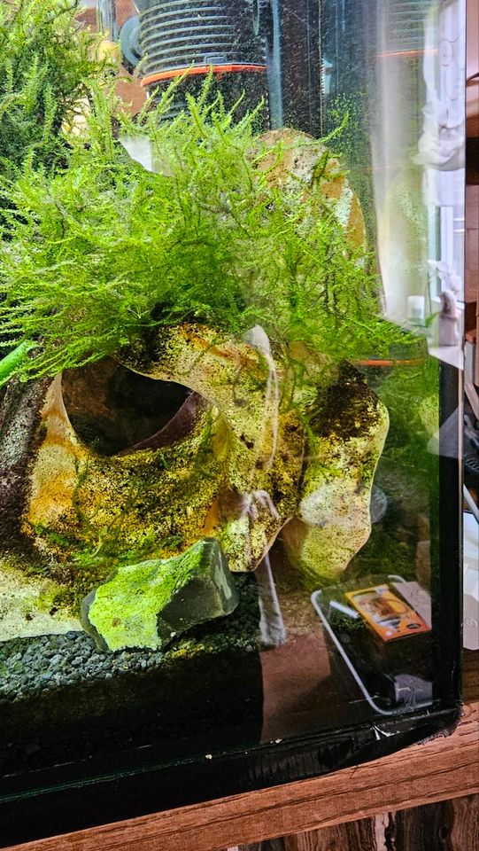 Aquariumpflanzen garnelen Moos Hornkraut in Volkmarsen