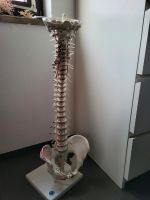 Erler Zimmer Wirbelsäule Skelett Anatomie Bayern - Bergrheinfeld Vorschau
