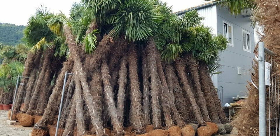 4 Meter hohe Hanfpalmen Trachycarpus winterhart bis -19°C in Ettenheim