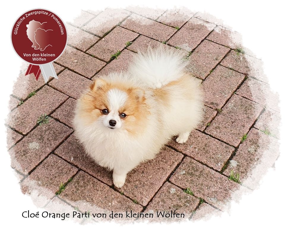 Zwergspitz Pomeranian Hündin, mit Ahnentafel in Tiddische