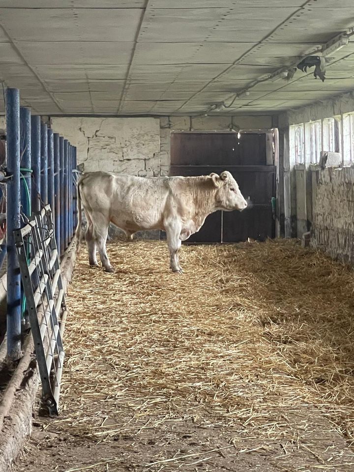 Uckermärker Jungbulle in Neuenkirchen bei Greifswald