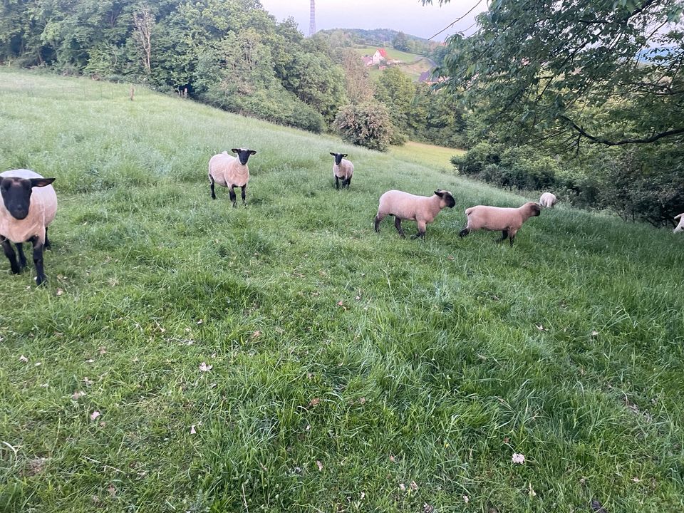 Schwarzkopf Lämmer Schafe Bocklämmer in Detmold