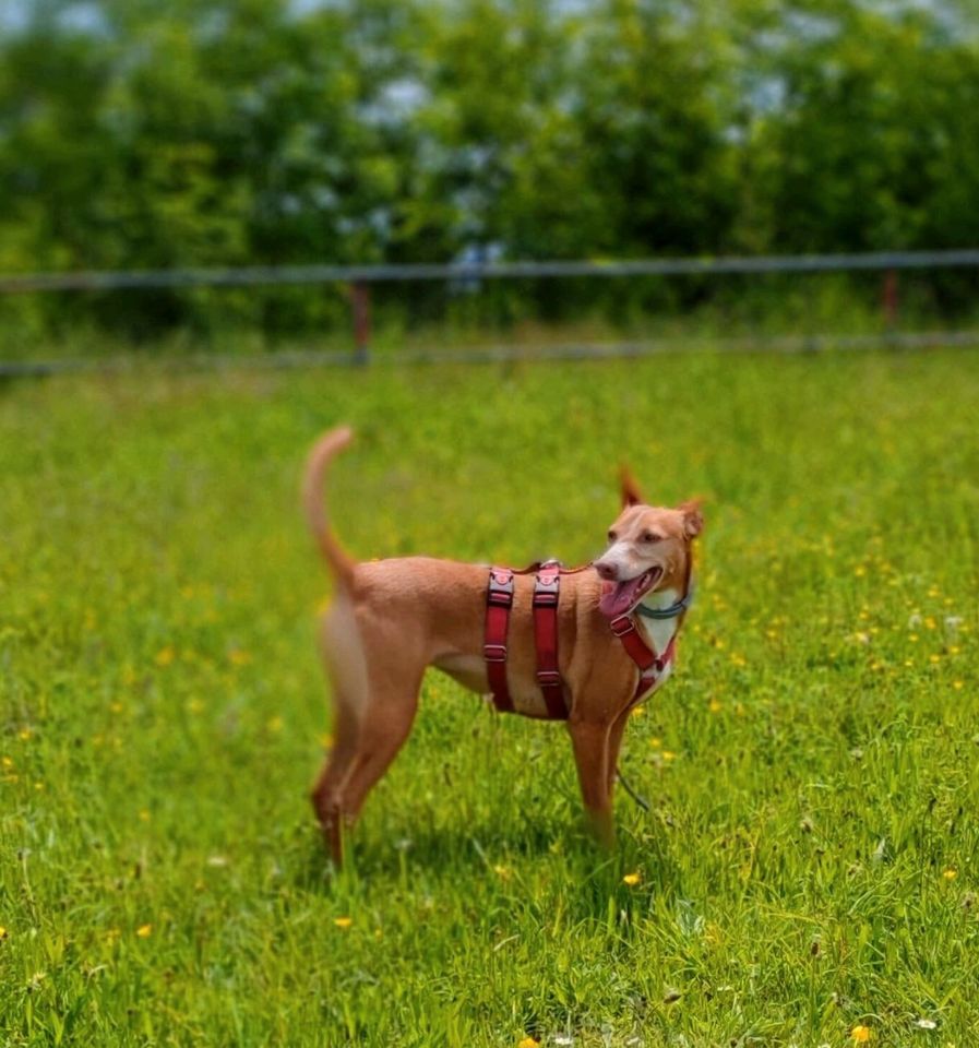 Viola Podenco Andaluz in Sulzbach (Saar)