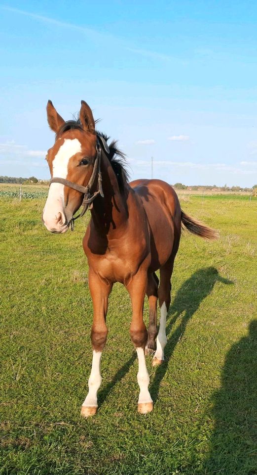 Deutsches Sportpferd Braun Hengst Jährling in Markranstädt