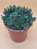 Euphorbia Kaktus Brandenburg - Bernau Vorschau