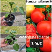 Tomate pflanzen, Stabtomate, Garten, Pflanzen Sachsen - Eppendorf Vorschau