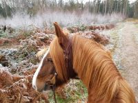 (Reiter sucht Pferd) Reitbeteiligung / Pflegebeteiligung Rodenkirchen - Sürth Vorschau