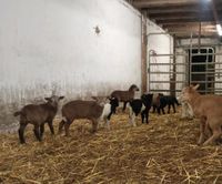 Lämmer Nolana Braunes-Haarschaf Dorper ( Schafe Baden-Württemberg - Emmingen-Liptingen Vorschau