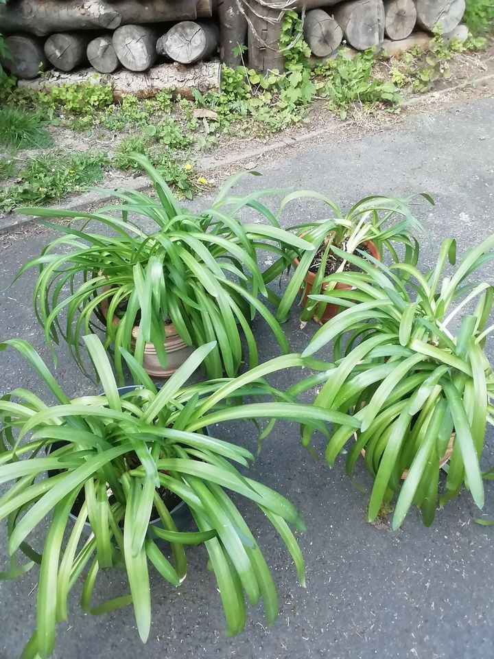 Schmucklilie Agapanthus in Rosdorf