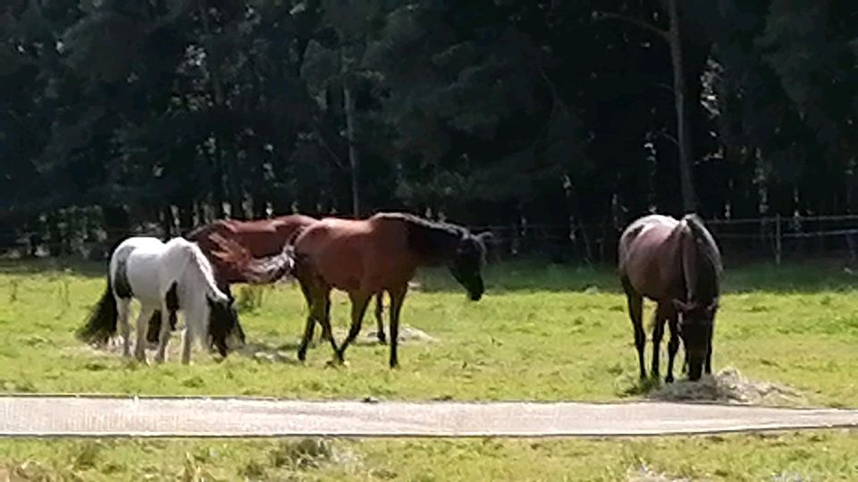 Zwei Reitbeteiligungen an Ponys/Pferde mit Unterricht zu verge in Leese