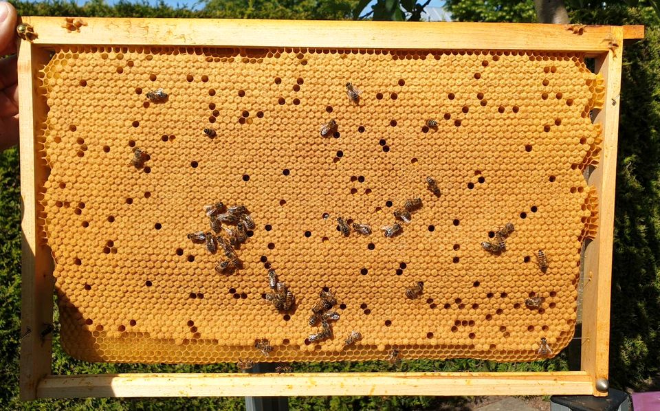 Bienen Ableger mit jungen F1 Buckfastkönigin in Drensteinfurt