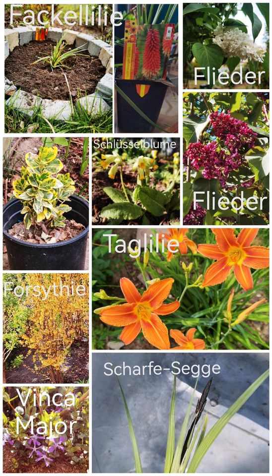 Viele verschiedene Pflanzen aus meinem Garten in Bernau