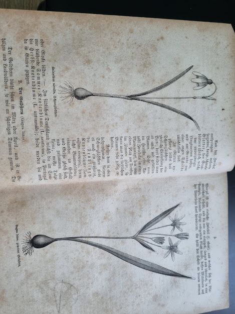 Naturgeschichte von E. Postel, 1. Frühling von 1870 in Selters