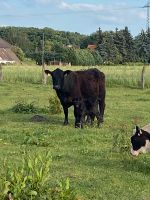 Galloway Kuh mit Bullenkalb Niedersachsen - Bohmte Vorschau
