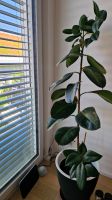 Ficus, Pflanze, plant Bayern - Germering Vorschau