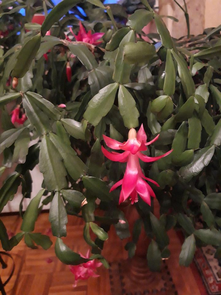 Schlumbergera Weihnachtskaktus in Königsberg i. Bayern