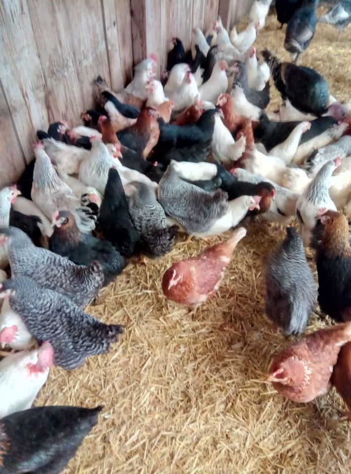 Hühner Verkauf am 19.05.Hennen, Hahn,Eier, Hühnern in Amberg