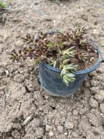 Steingartengewächs, Sedum, Fettblatt, Staude Pflanzen Thüringen - Tonna Vorschau