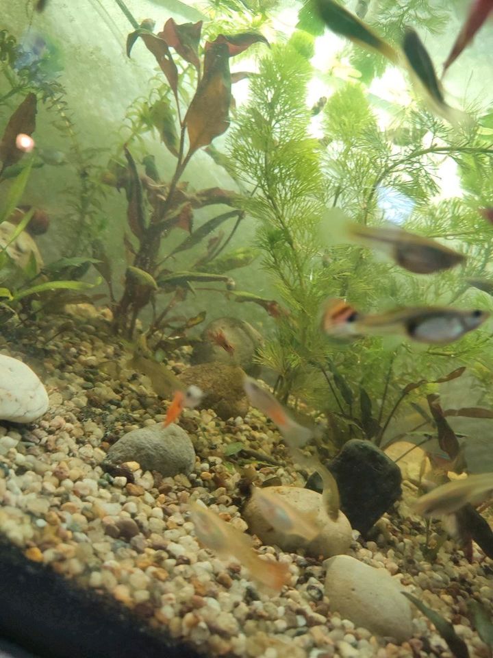 Aquarium Fische - Guppys in Delmenhorst
