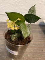 Zimmerpflanze Hoya Lacunosa Nordrhein-Westfalen - Menden Vorschau