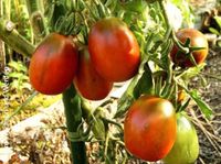 Tomatenpflanzen die kleinen Mohren Nordrhein-Westfalen - Lübbecke  Vorschau