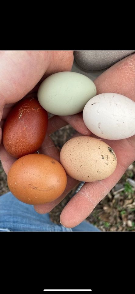 Bruteier Huhn Seidenhuhn usw. in Moorenweis