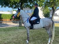 6 jähriger leichtrittiger Wallach Bayern - Hilpoltstein Vorschau