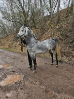 Araber pferde Thüringen - Barchfeld Vorschau